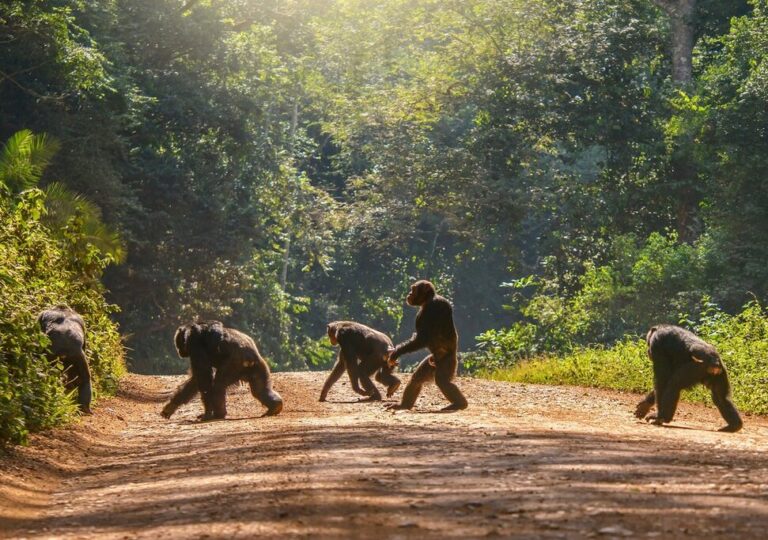 Epic Uganda & Rwanda Adventure: Entebbe to Kigali - 14 Days