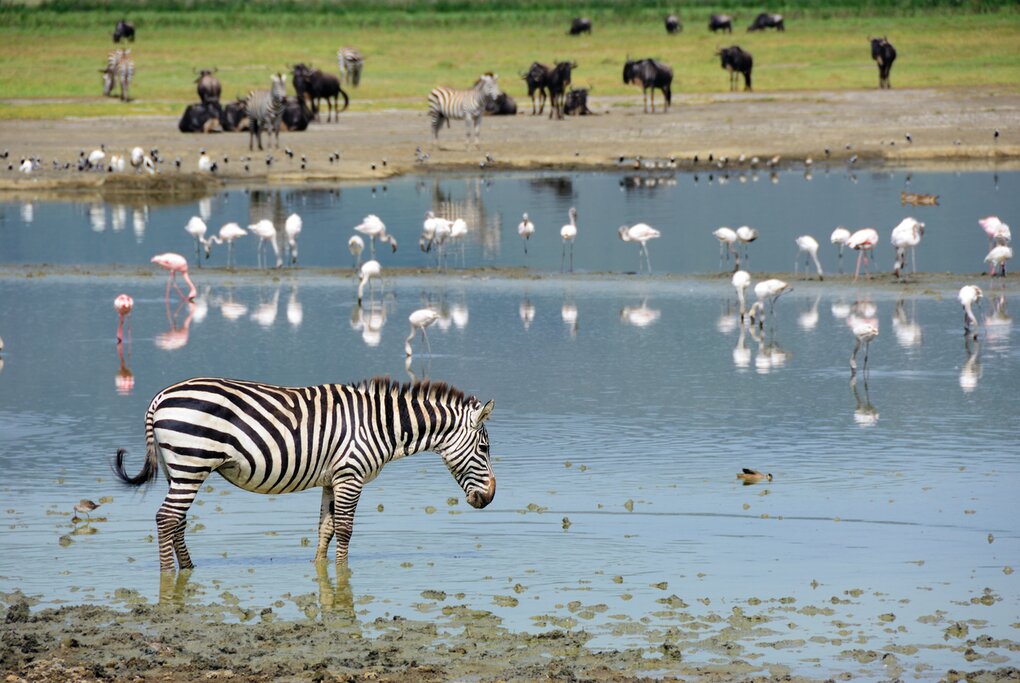 See zebras and flamingos at Ngorongoro's crater lake