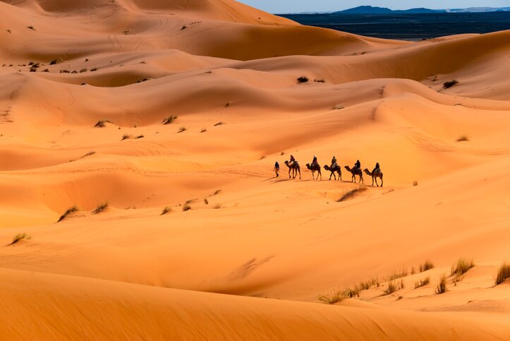 Reach your desert camp by camel