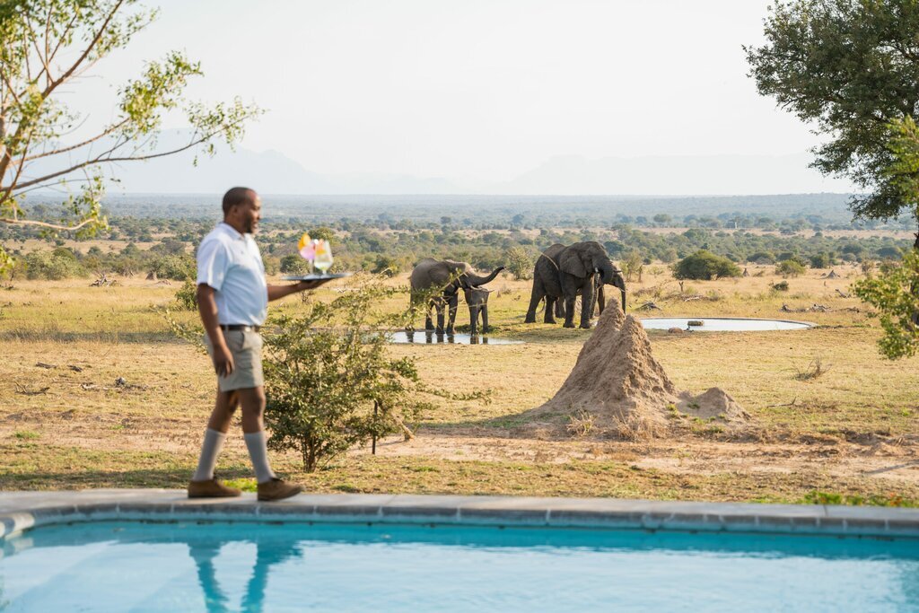 Enjoy gourmet meals and Big Five animal sightings during a luxury safari (photo courtesy of Walkers Plains)