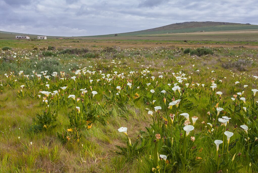 Lilies of Darling
