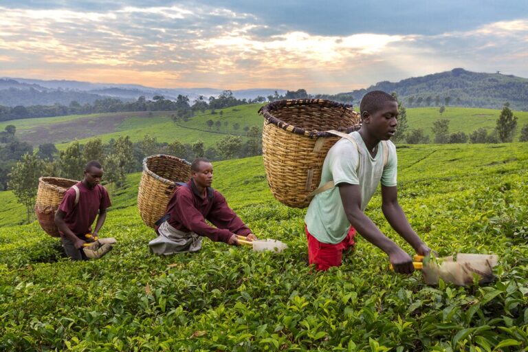 Uganda In July Travel Tips Weather More