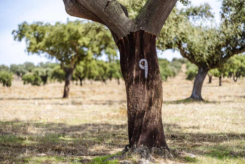 A cork plantation in Alentejo region
