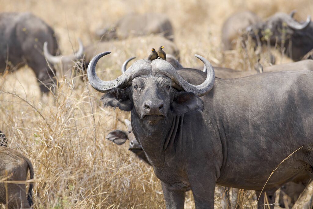 See Buffalo in Mikumi
