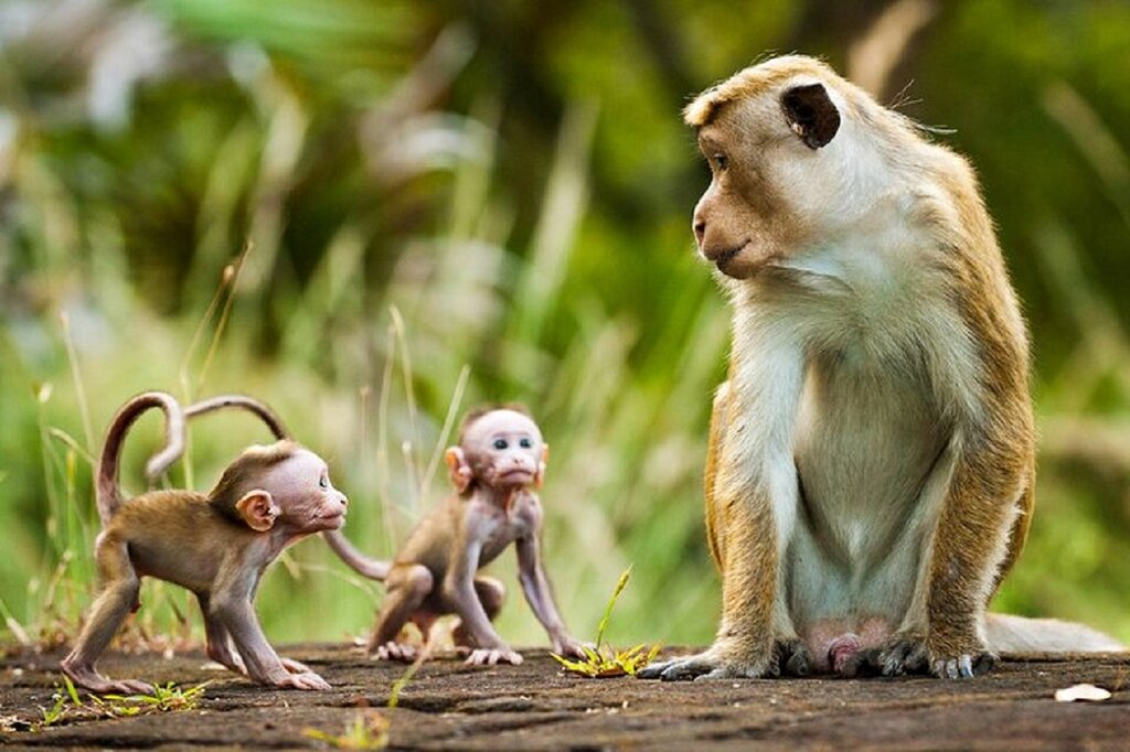 Meet the residents of Polonnaruwa and the stars of Disney's Monkey Kingdom