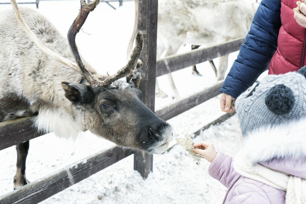 Feed reindeer at a traditional Sami village