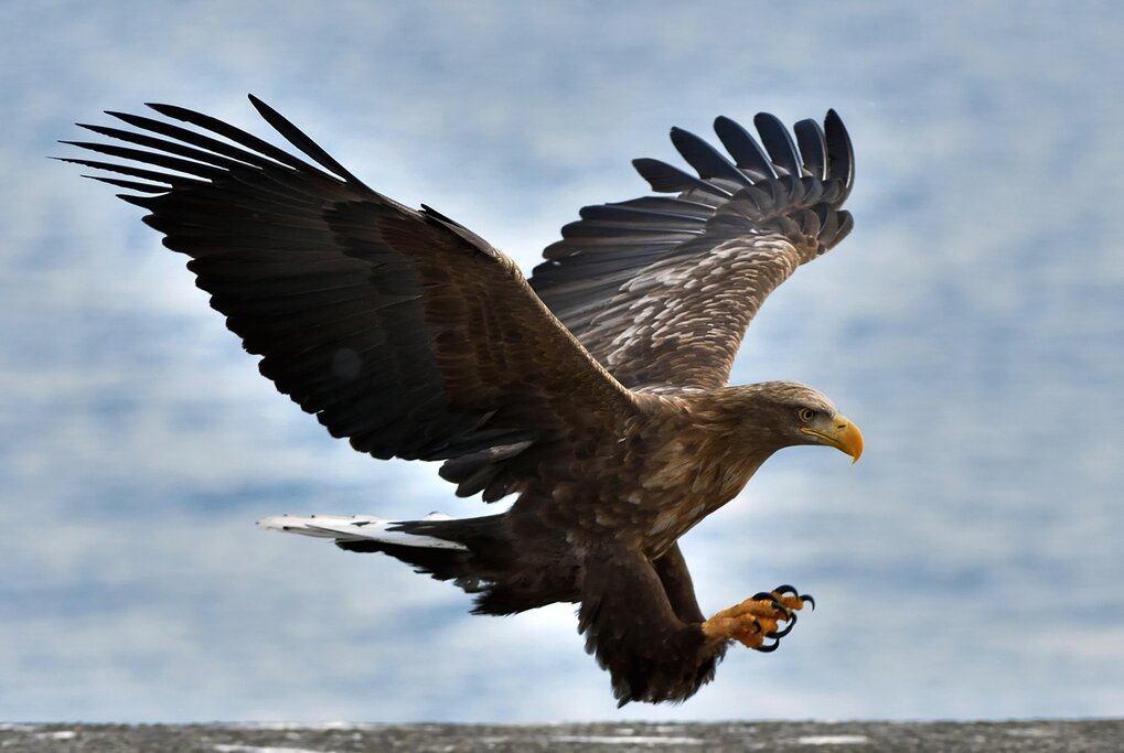 The Amazing Sea Eagle Adventure
