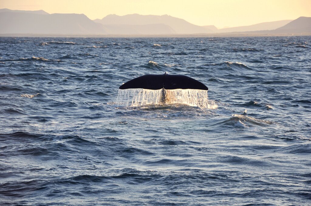 Wildlife Sightseeing to Værøy