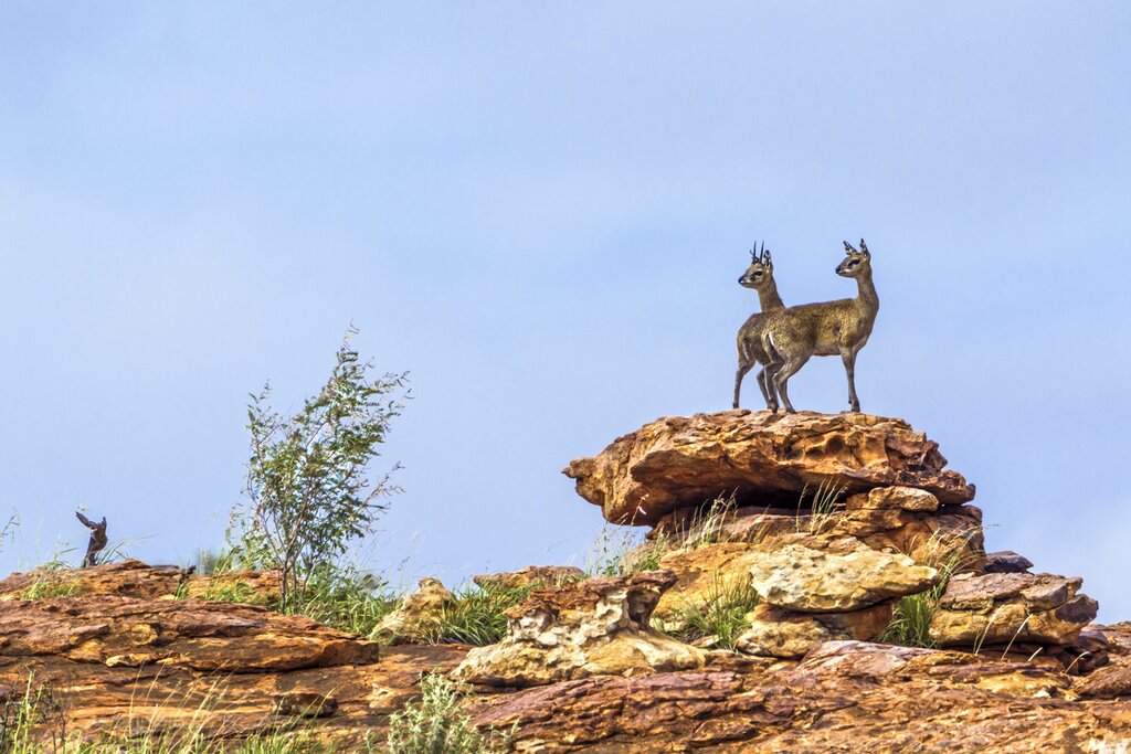 Spot klipspringer and smaller wildlife alongside the Big Five on this South African safari