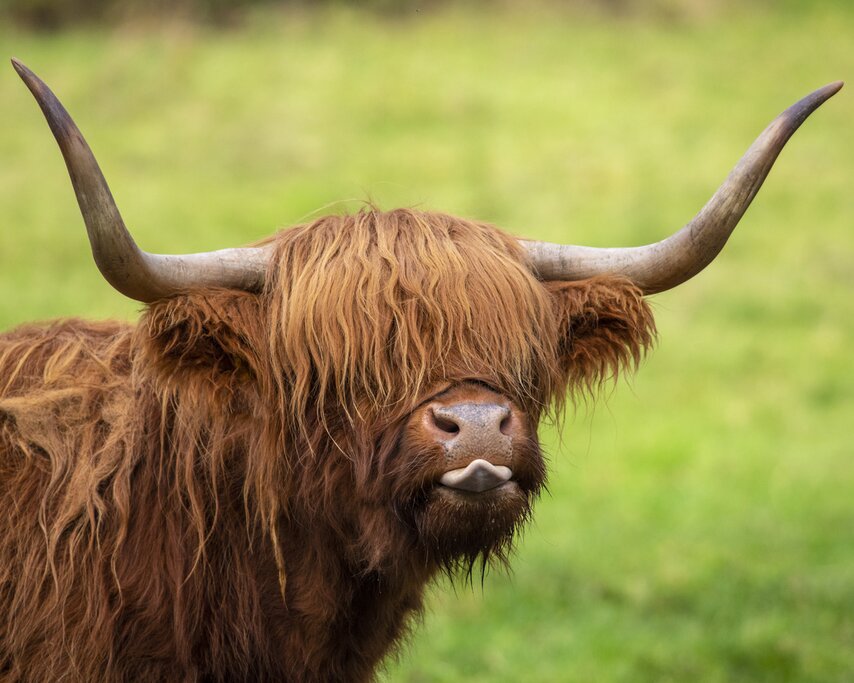 Say hello to the fluffy Highland cows