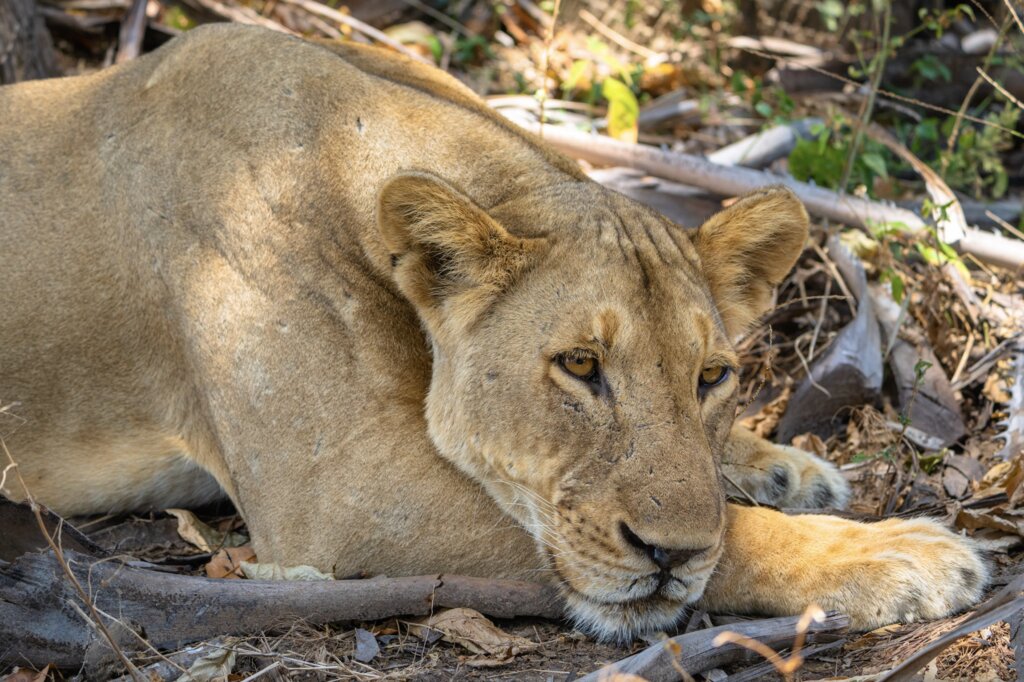 Early Morning Game Drive at Nyerere National Park