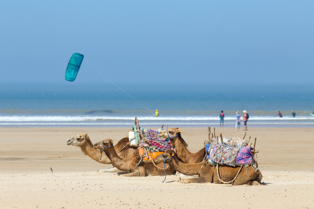 Camel Ride Adventure in the Coastal Town of Essaouira