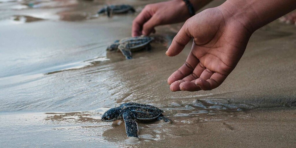 Releasing endangered sea turtles back into the wild