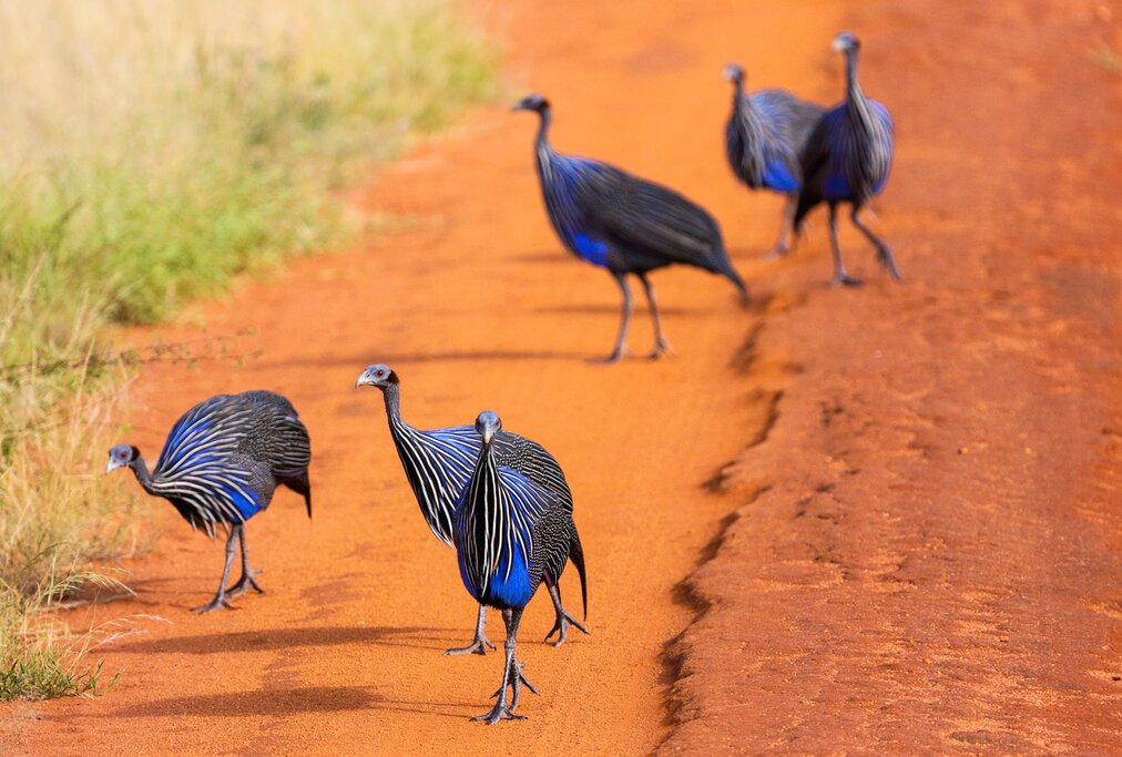 The vulturine guinea fowl is one of Tsavo East's most exotic birds