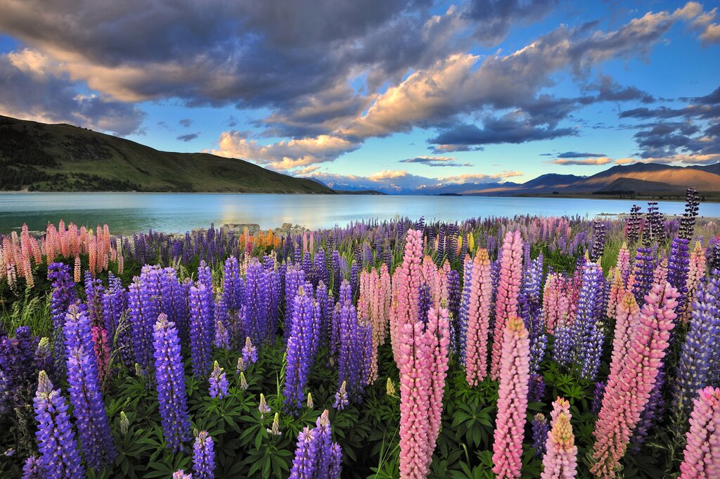 Lake Tekapo with lupins