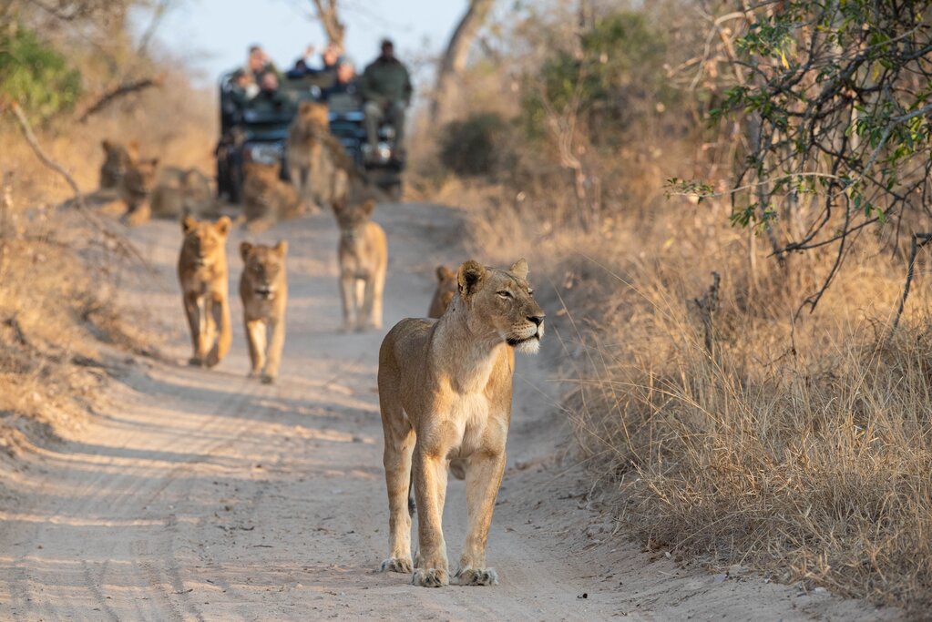 Spot lions and leopards in Kruger National Park