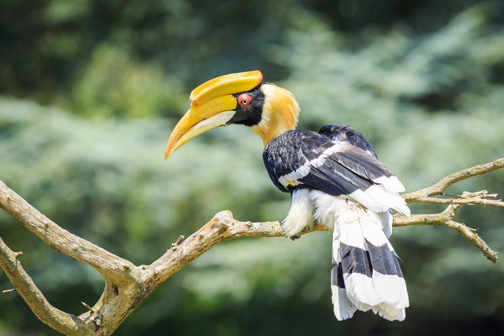 See exotic birds like the great hornbill as you hop between some of Kenya's greatest parks and reserves