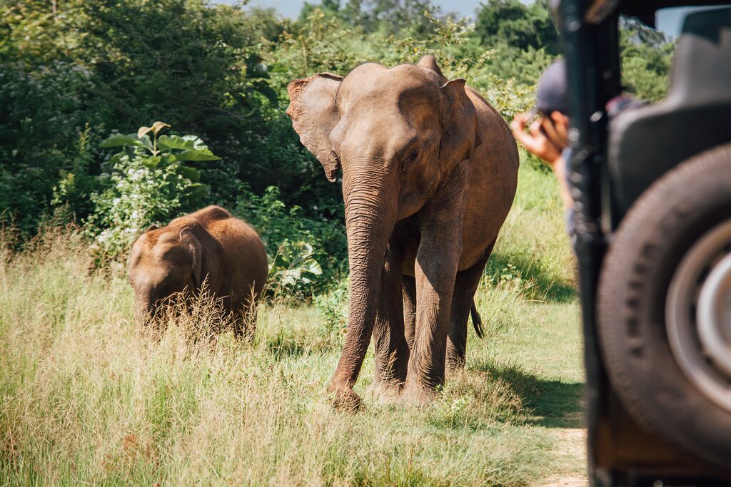 Elephants in Udawalawe National Park