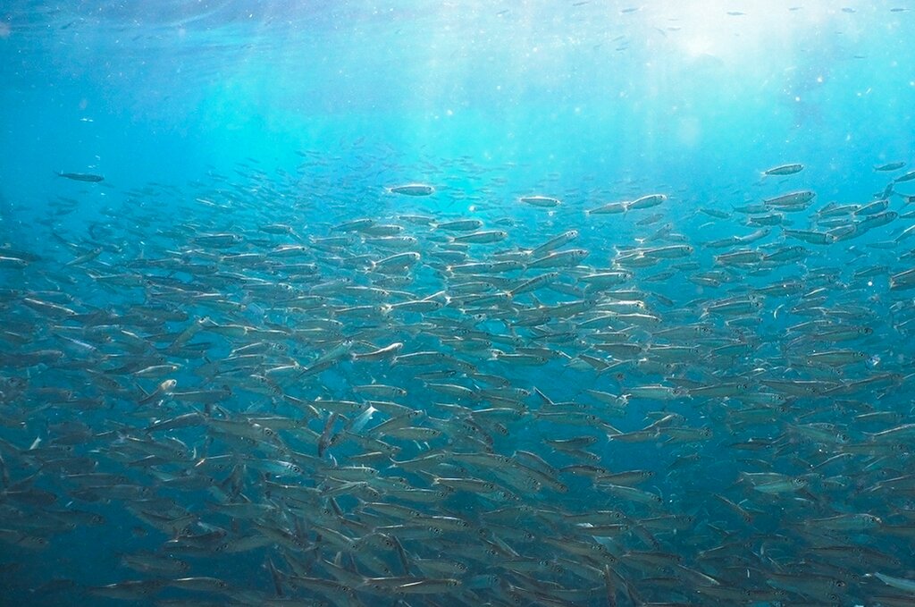 Panagsama Beach Diving and Snorkeling: Encounter the Sardine Run