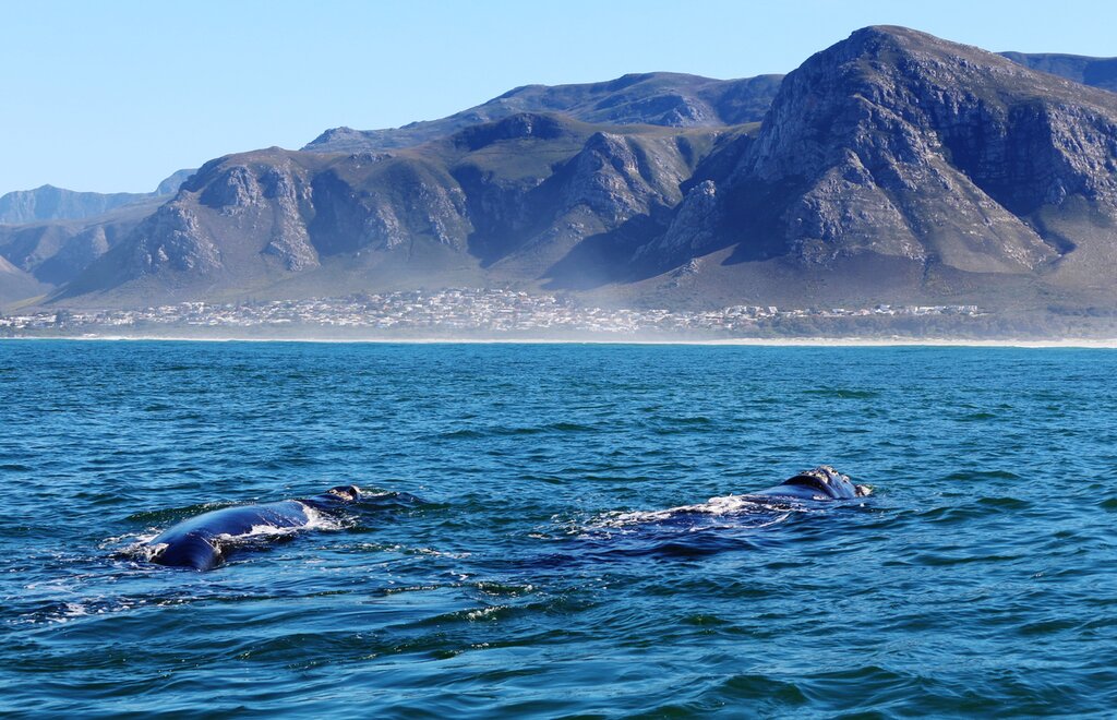 Whale Watching