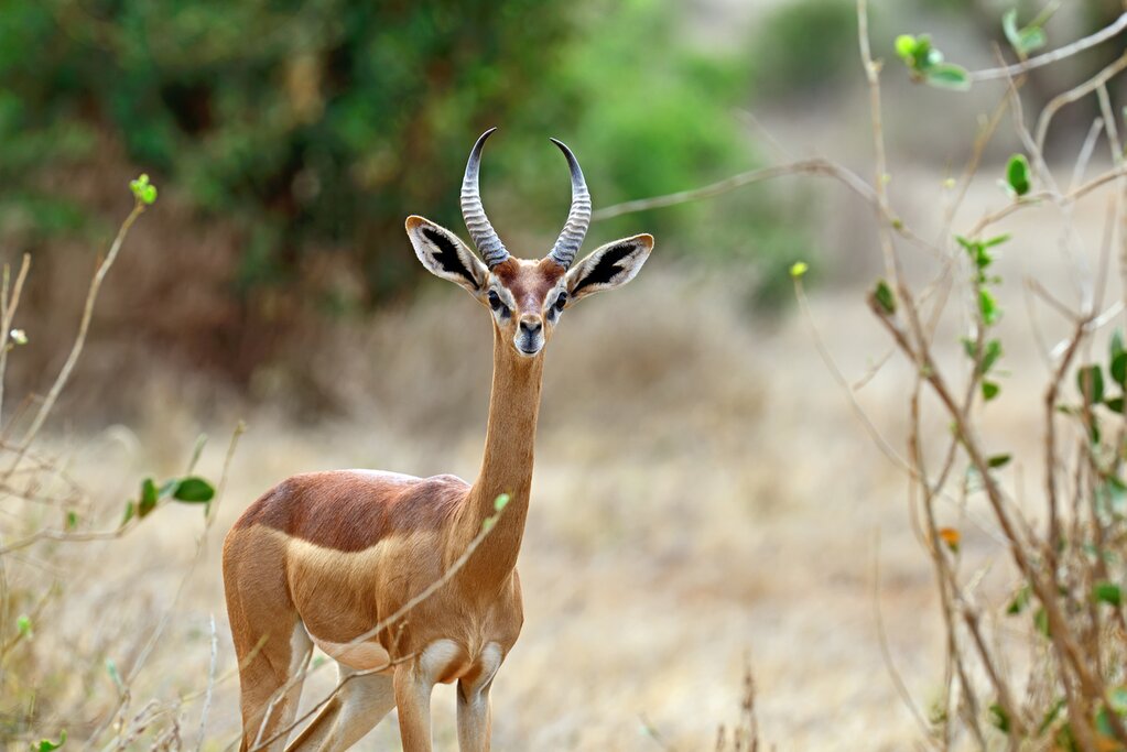 Generuks, Tanzania