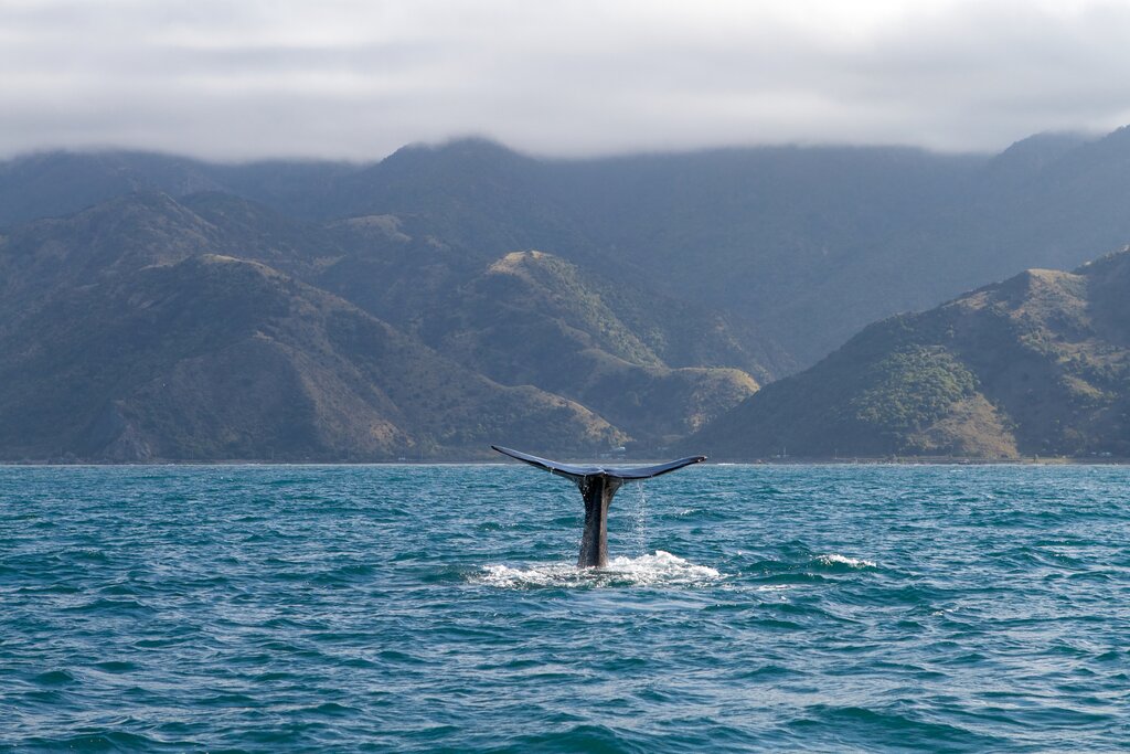 KAIKOURA