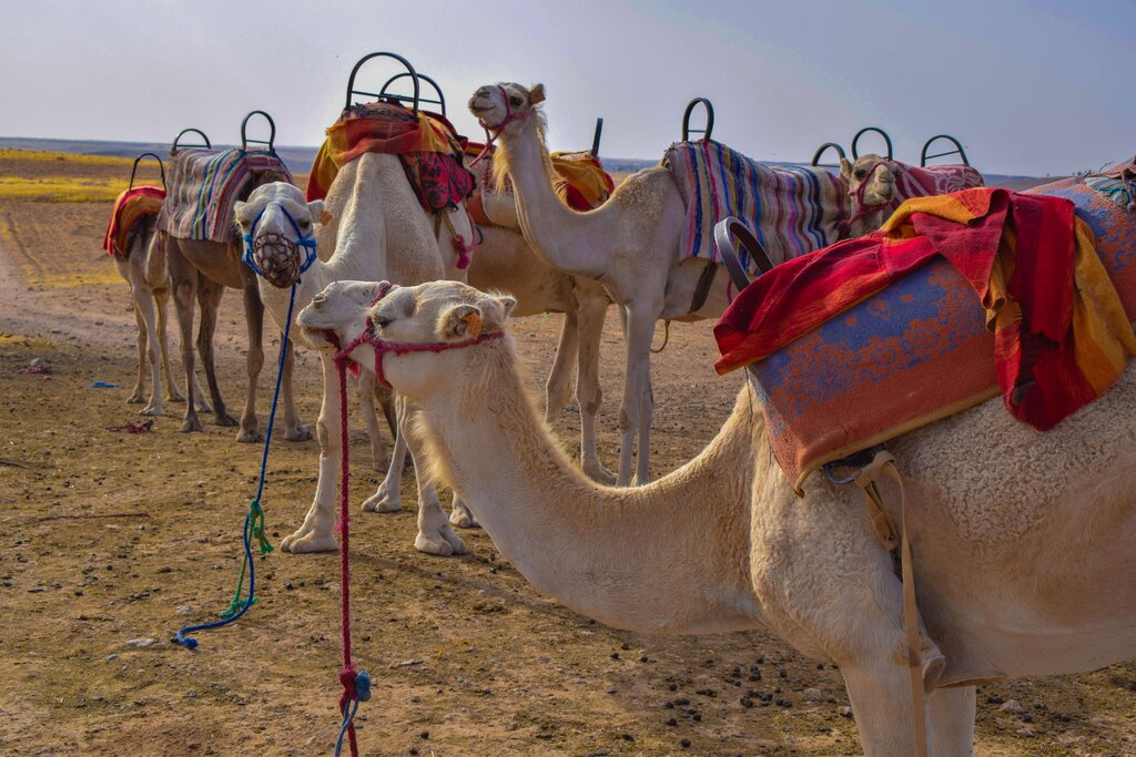 Dromedaries in the Agafay Desert
