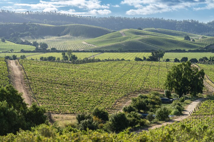 Go wine tasting in the Casablanca Valley