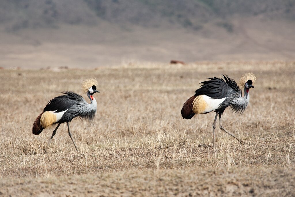 Spot endemic African birds, including the grey crowned crane on your safari adventures