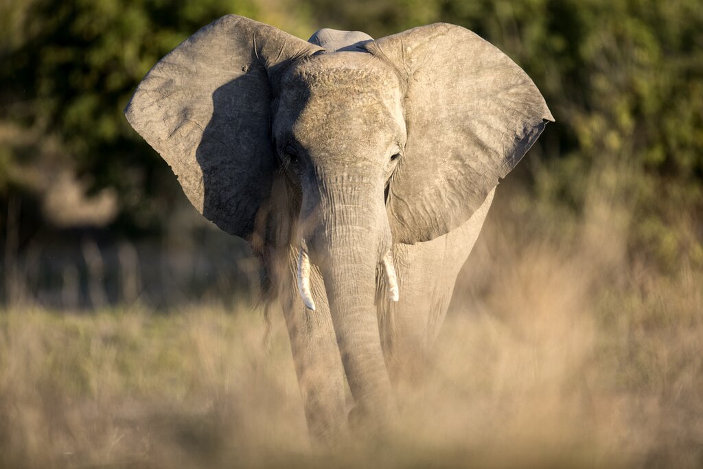 Your safari adventure starts in Kruger, where you'll spot elephants and other Big Five wildlife