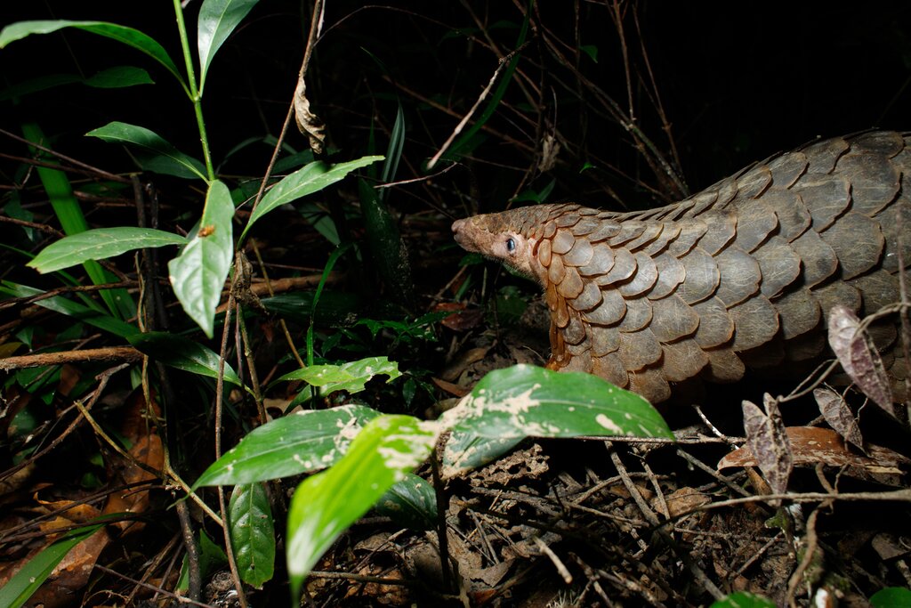 Look for nocturnal creatures like the pangolin