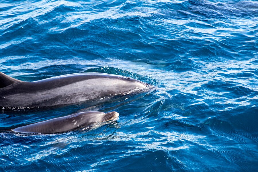 Dolphins