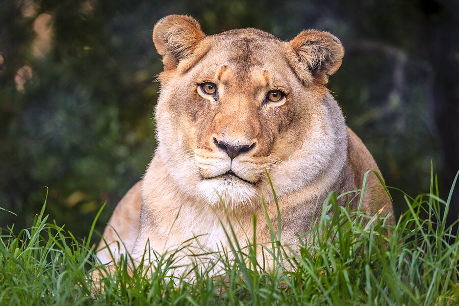 See rescued big cats at Jukani Wildlife Sanctuary