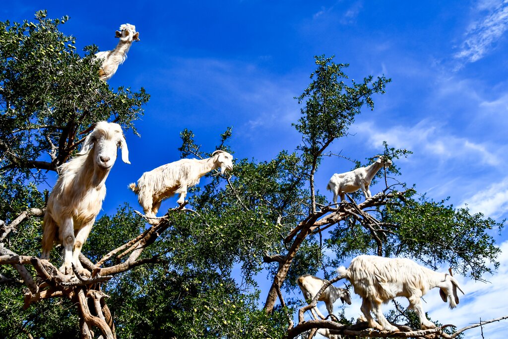 Goats in trees line the route to Essaouira!