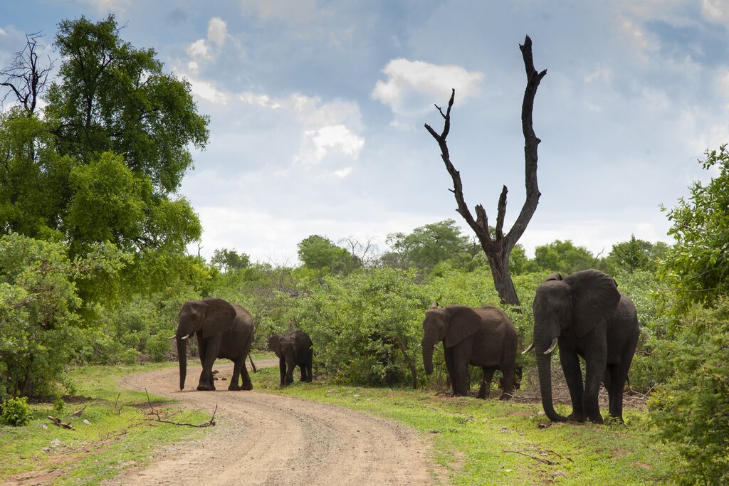 Meet the Elephants in Victoria Falls (Walk with Giants)