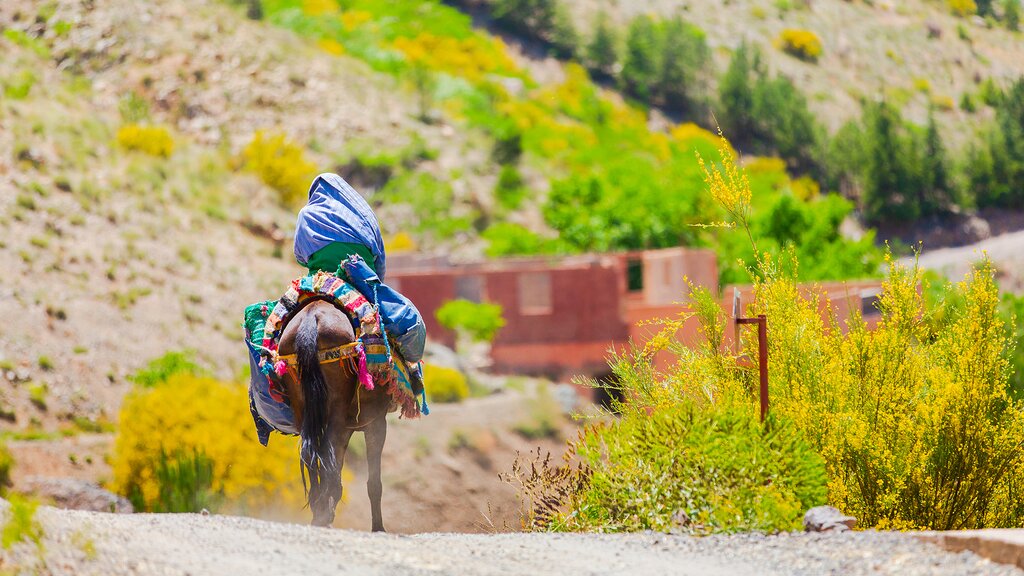 A horse rider in Imlil, Atlas Mountains