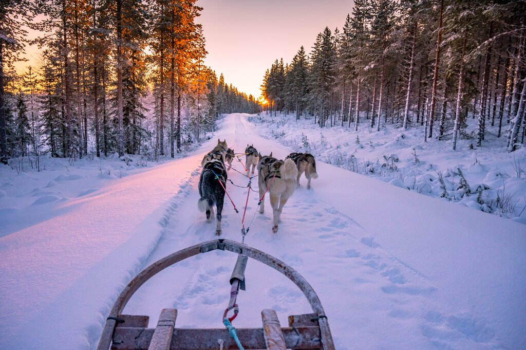 dogsledding