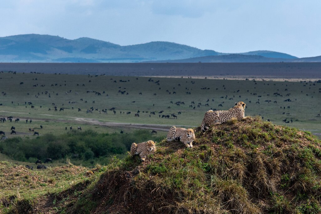 Spot big cats like cheetahs as you race across Kenya's national parks on safari