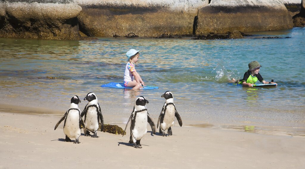 See the penguins at Boulders Beach
