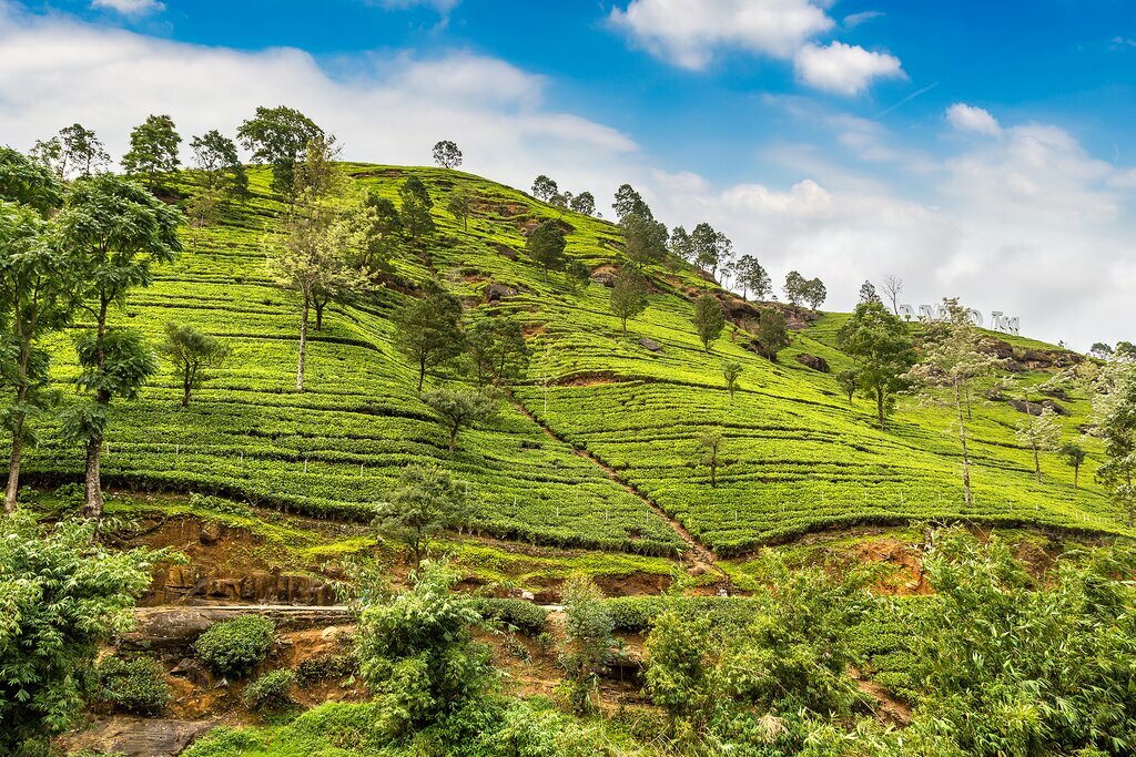 Discover Sri Lanka's lush tea hills and plantations