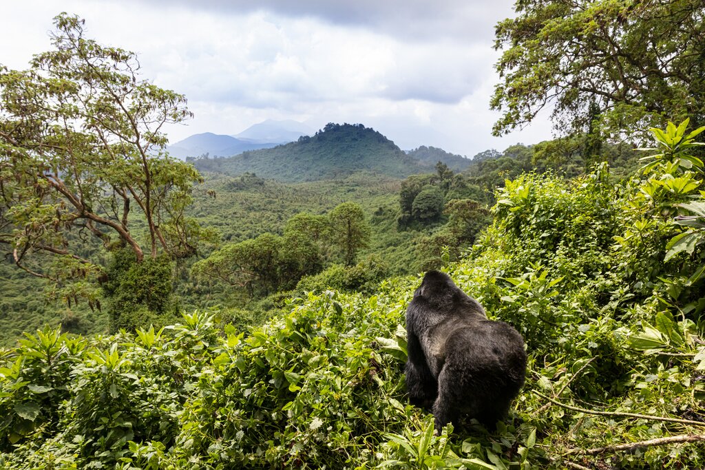 Trek through Volcanoes National Park to find the majestic gorillas
