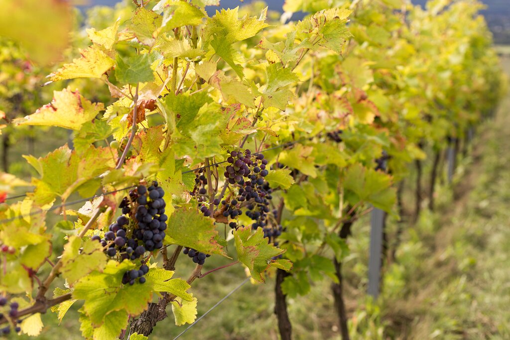 Grapes growing in a vineyard