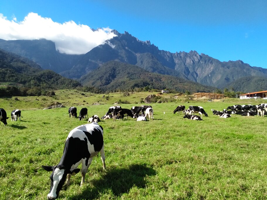 Kota Kinabalu: Kundasang