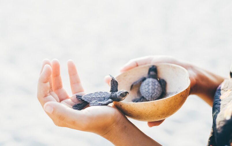 Sea turtle hatchlings ready for release