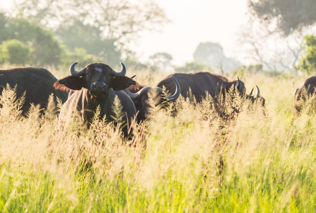 Get ready for 10 days of safari fun in southern Tanzania, spotting Cape buffalo and other Big Five game