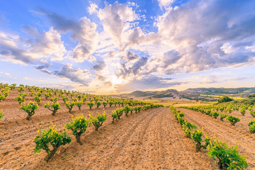 Onward to Ribera del Duero wine country
