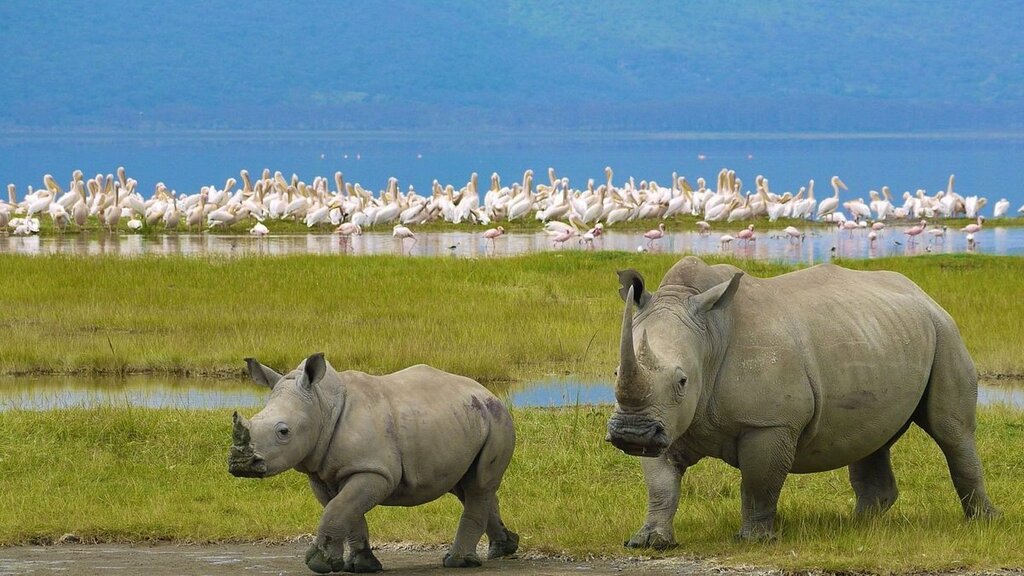  Lake Nakuru National park