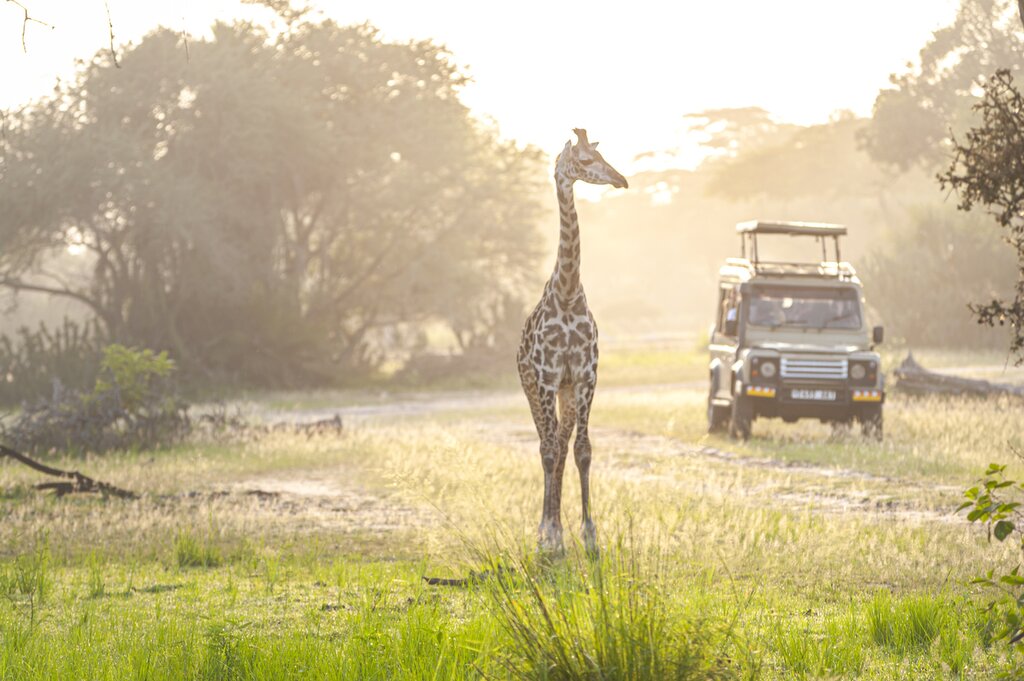 Enjoy game drives in South Africa's famous Sabi Sands Private Game Reserve