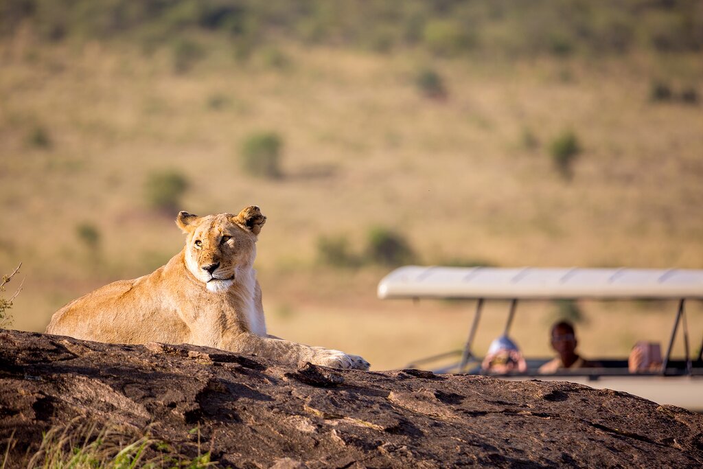Kenya - A lioness relaxes in Maasai Mara National Reserve