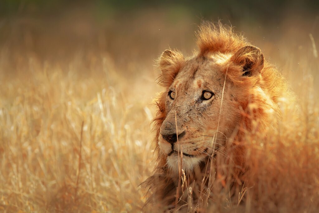 Between Kruger National Park and the private Sabi Sands, you'll have plenty of opportunities to spot big cats and other Big Five game